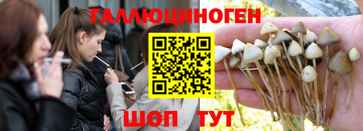 Будённовск  Псилоцибиновые грибы Psilocybine cubensis  Вход с VPN  Псилоцибиновые грибы GOLDEN TEACHER 